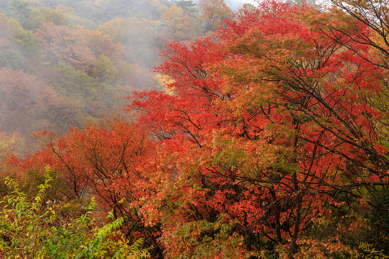 雨中紅葉・艶(比叡山延暦寺/東塔)_f0155048_20205610.jpg