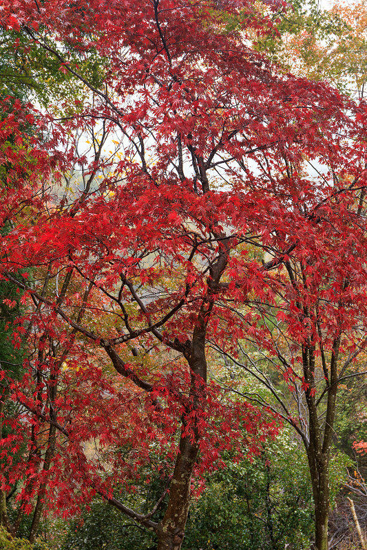 雨中紅葉・艶(比叡山延暦寺/東塔)_f0155048_2021519.jpg
