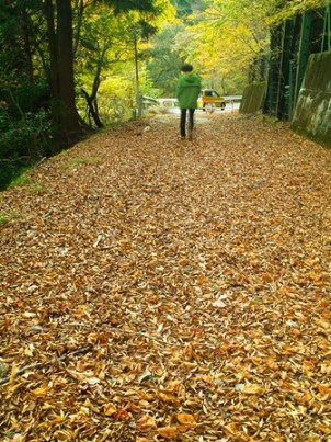 これから・散り際とも、紅葉キレイ・・・奥山渓谷や久多川合。_d0005250_17312599.jpg