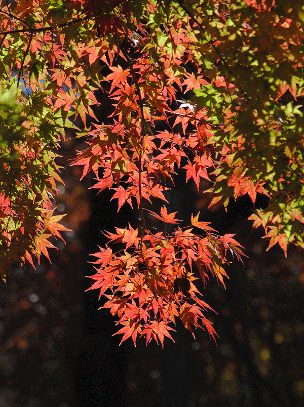11月14日　晩秋の赤城自然園 カエデ紅葉スケッチ_a0001354_23371390.gif