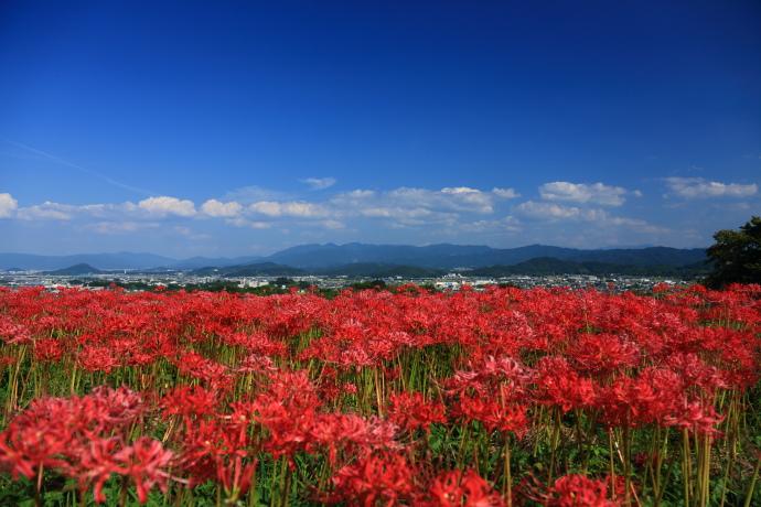 葛城古道 彼岸花 2014_a0176855_2131271.jpg