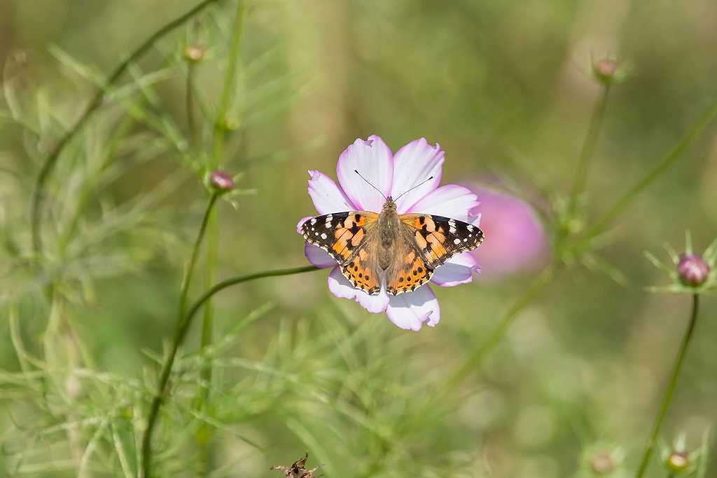 子供の森_f0044056_08330091.jpg