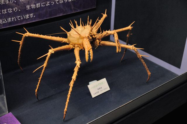 生きている化石・サメの標本展示3種＋α : 蜜蜂的写真日記