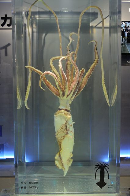 生きている化石・サメの標本展示3種＋α : 蜜蜂的写真日記