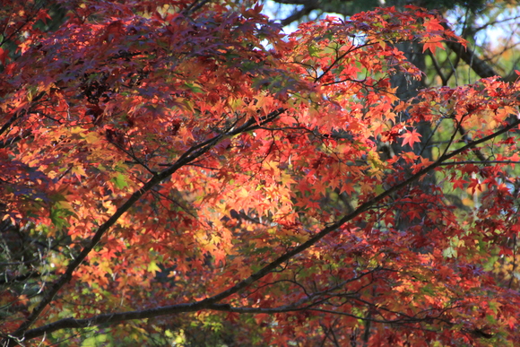 箕面自然 箕面 2014年 紅葉_d0202264_7104810.jpg
