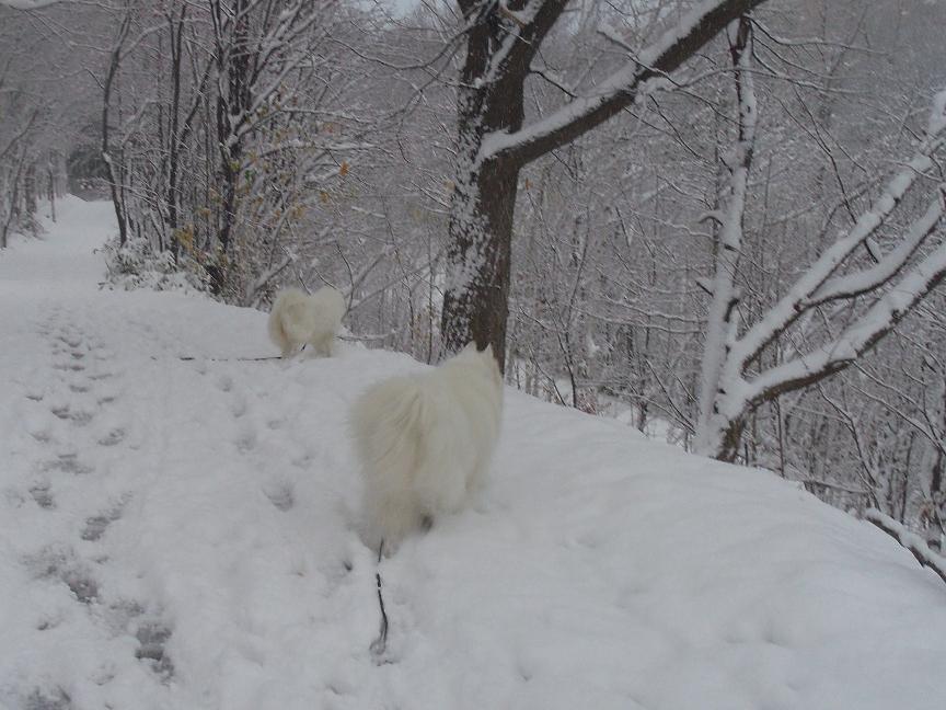 雪が降ったよ～～～_b0102267_19555739.jpg