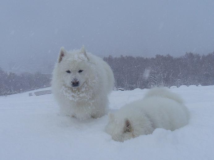 雪が降ったよ～～～_b0102267_19574130.jpg