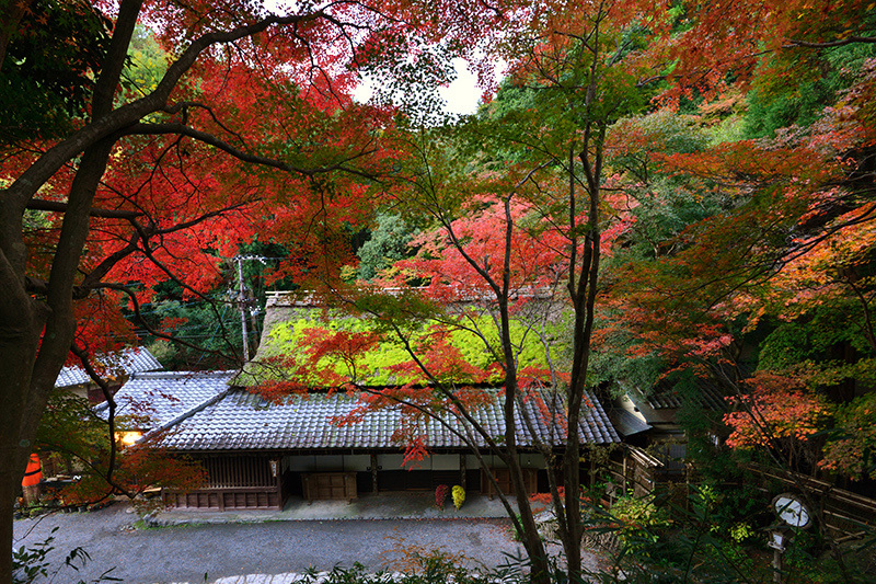 嵯峨野 平野屋 紅葉 ちょっとそこまで 嵯峨野 平野屋 紅葉 ちょっとそこまで