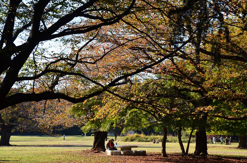 紅葉めぐり～光が丘公園_b0338976_19412279.jpg