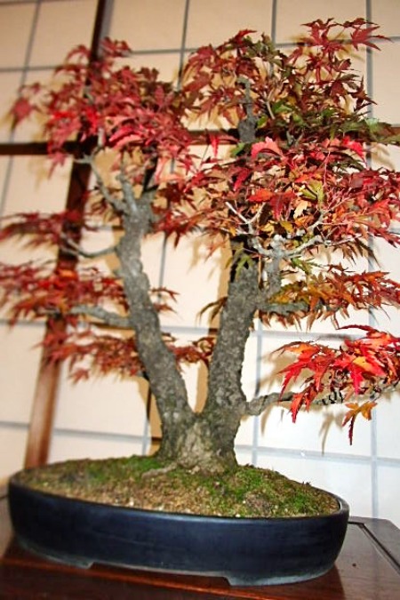 ✨✨✨オキナワイボタ【涼盆栽◎美荒幹】検/美株品/めんそーれ価格サービス品 荒皮性もみじ盆栽です。早い物勝ち。