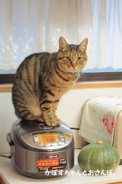 小さいニャ_a0126590_05594122.jpg