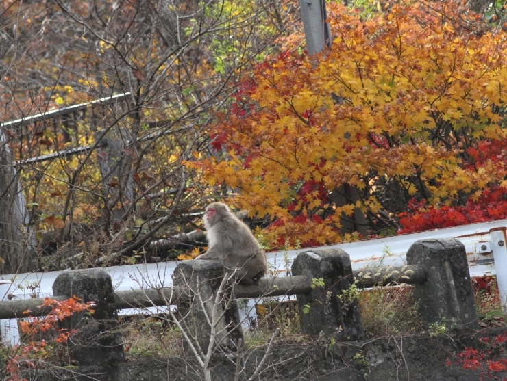 紅葉狩り。。なんだけれど_c0324393_18294440.jpg