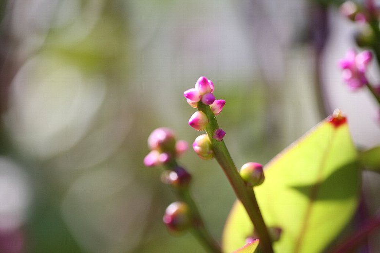 ツルムラサキの花 そよ風にふかれて