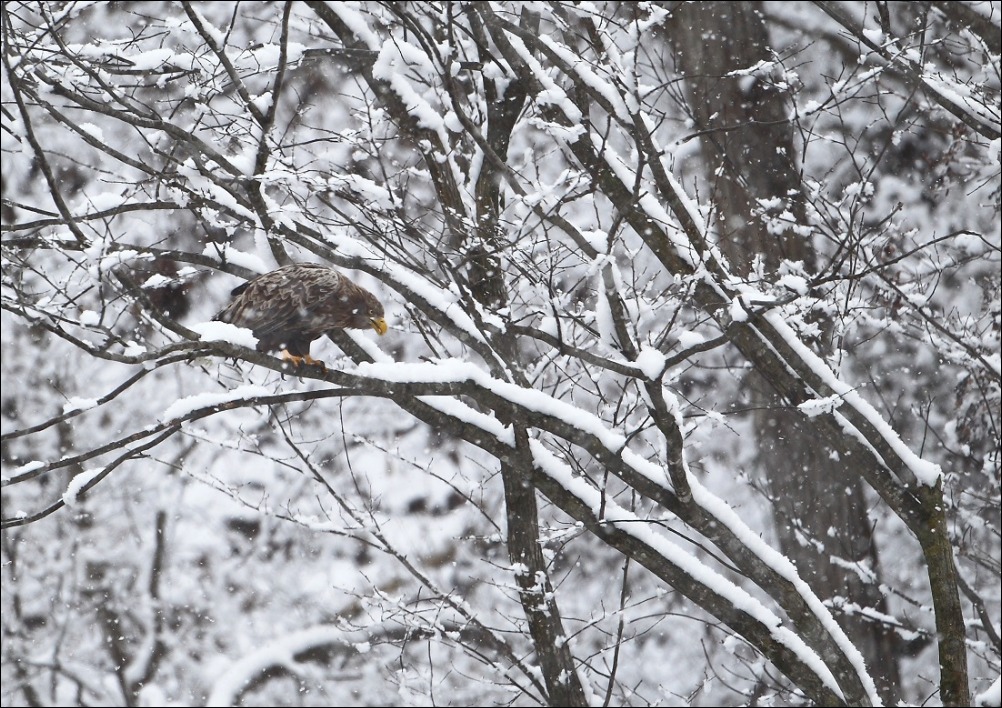 粉雪が舞う・・・・・・。_c0295707_16144871.jpg