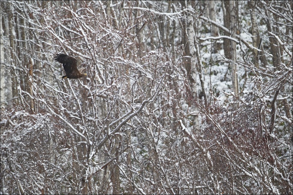 粉雪が舞う・・・・・・。_c0295707_16161184.jpg