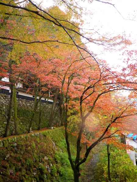 雨の横蔵寺_b0000209_21211164.jpg