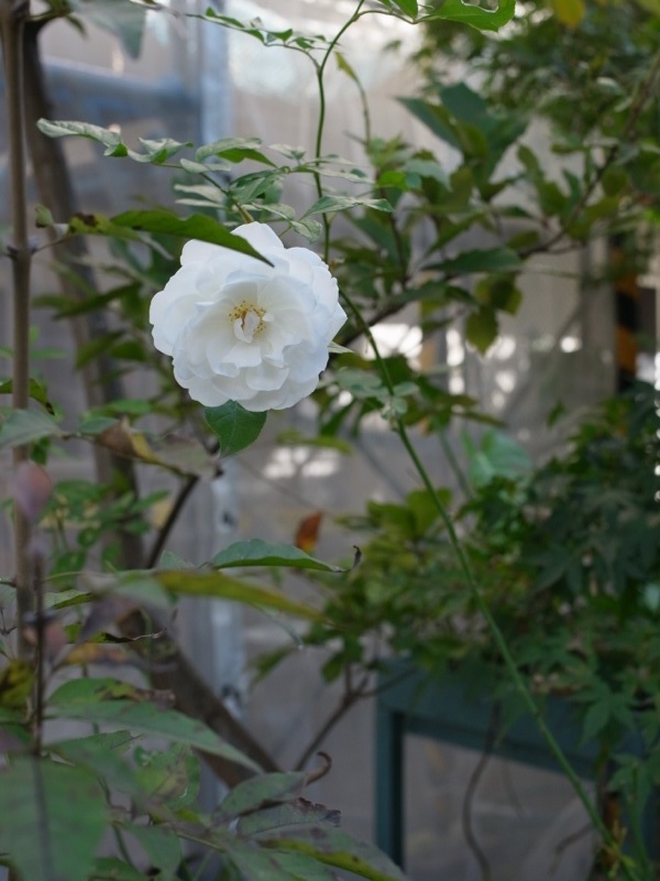 庭の様子_e0276411_101556100.jpg