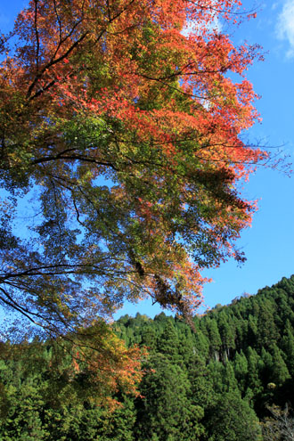14紅葉めぐり8 京見峠から杉坂地蔵院へ_e0048413_19515170.jpg