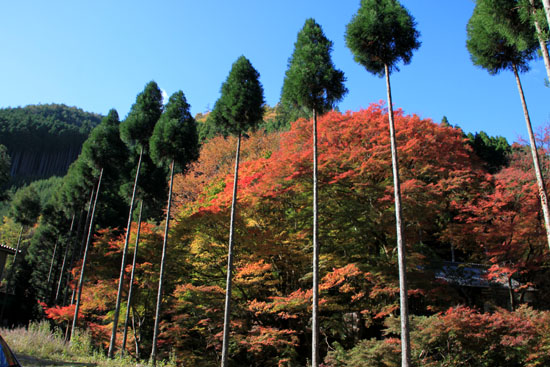 14紅葉めぐり8 京見峠から杉坂地蔵院へ_e0048413_1951889.jpg