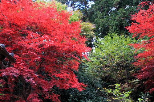 14紅葉めぐり 9 上弓削熊野神社_e0048413_202844100.jpg