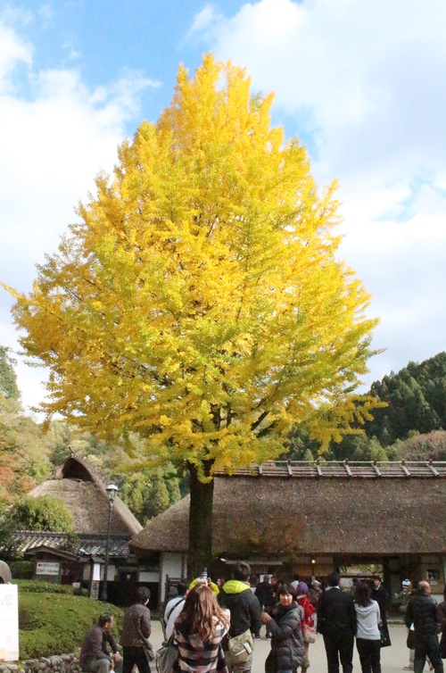 五平餅紅茶！！足助屋敷にて_b0220318_1759813.jpg