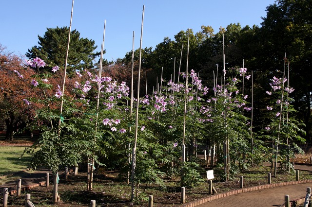 e0117318_22493190.jpg