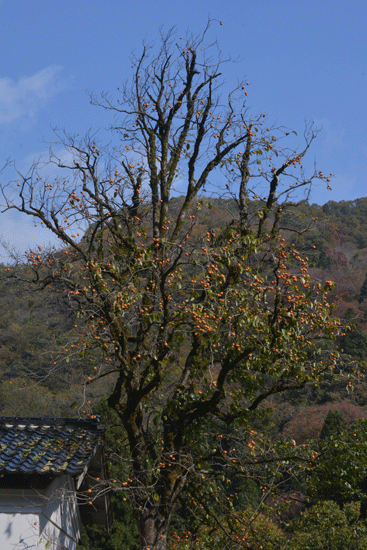 c0093046_8581654.gif