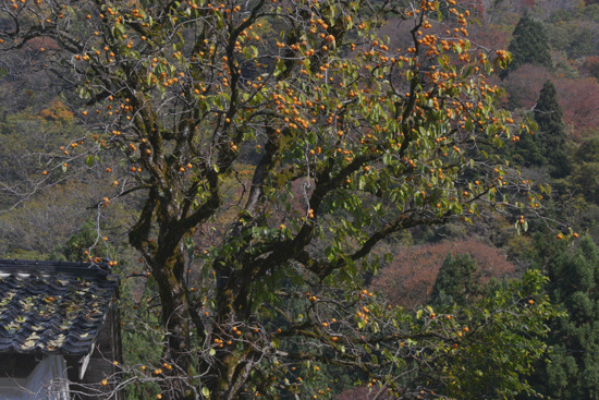 c0093046_8583411.gif