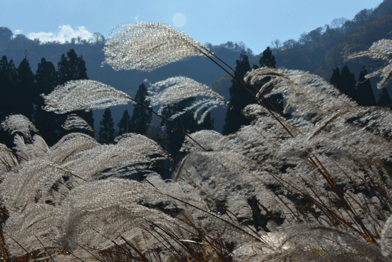 c0093046_8585467.gif