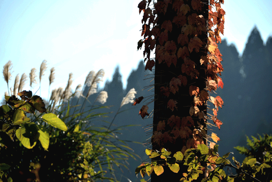 c0093046_8593534.gif