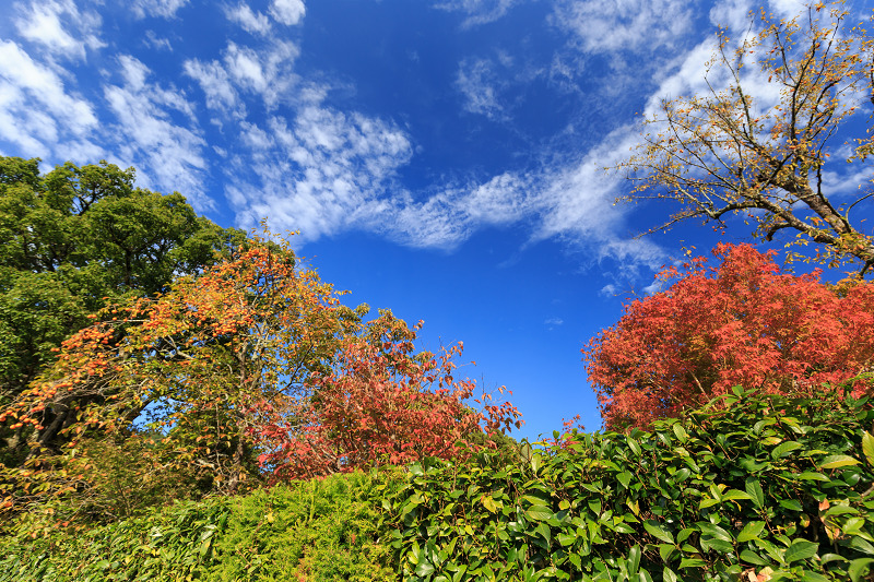 嵯峨野ぶらり・落柿舎~常寂光寺_f0155048_22365747.jpg
