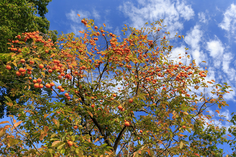 嵯峨野ぶらり・落柿舎~常寂光寺_f0155048_22371884.jpg