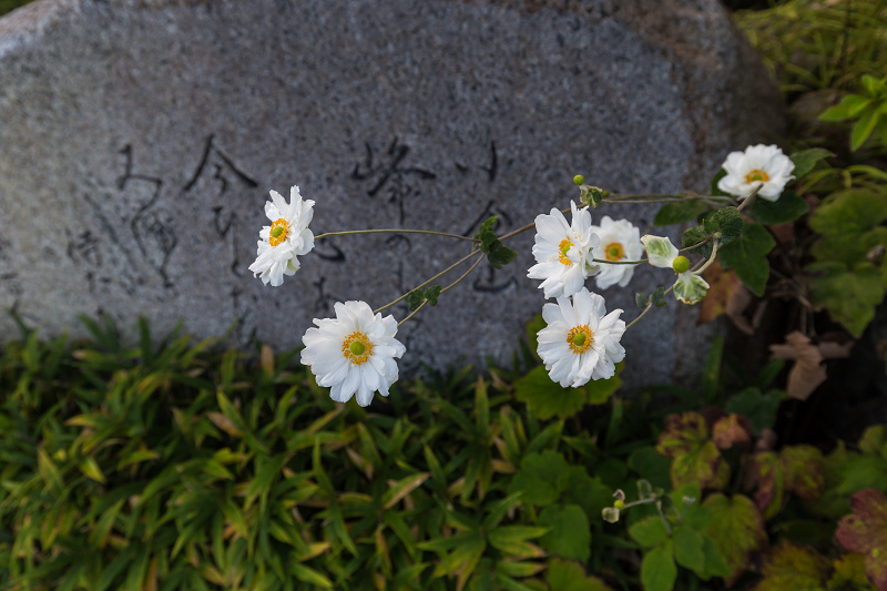 嵯峨野ぶらり・落柿舎~常寂光寺_f0155048_22373490.jpg