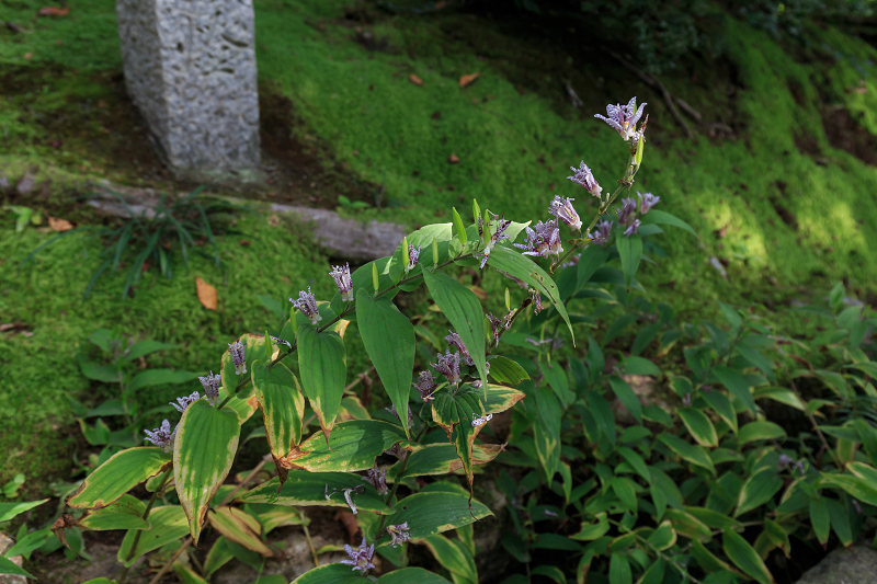 嵯峨野ぶらり・落柿舎~常寂光寺_f0155048_22382611.jpg