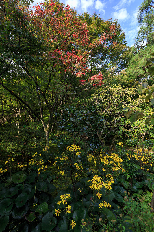 嵯峨野ぶらり・落柿舎~常寂光寺_f0155048_22391144.jpg