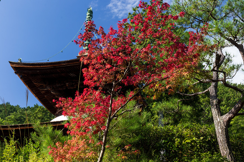 嵯峨野ぶらり・落柿舎~常寂光寺_f0155048_22424121.jpg