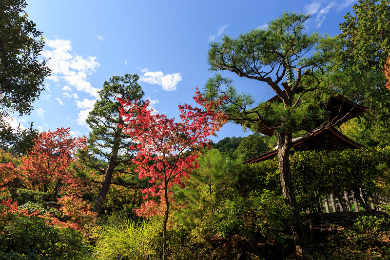 嵯峨野ぶらり・落柿舎~常寂光寺_f0155048_22443134.jpg