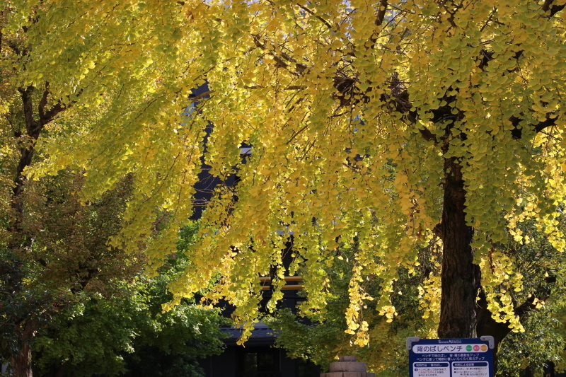 b0339954_10374334.jpg