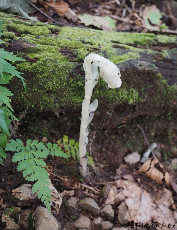 白山の植物と昆虫　～白山の山麓を歩く（13）_f0140054_22315312.jpg