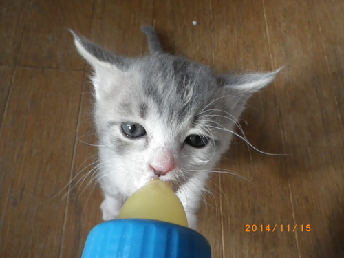 ミルクの時間_e0290580_20231659.jpg