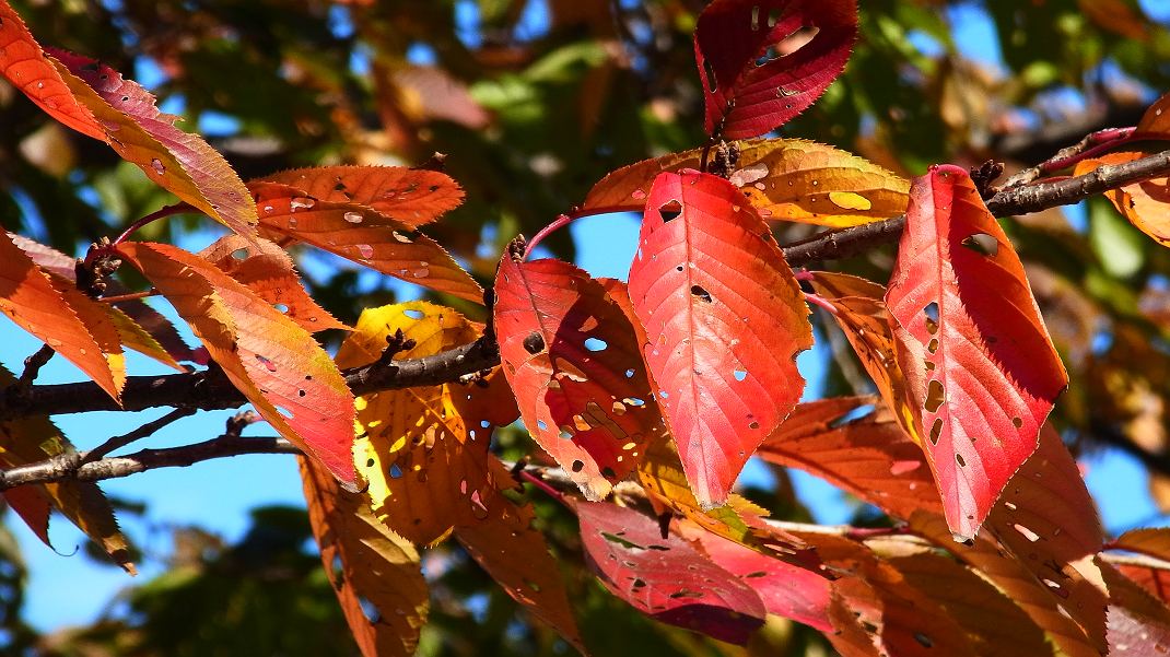 サクラの紅葉が綺麗です_f0346184_1823937.jpg