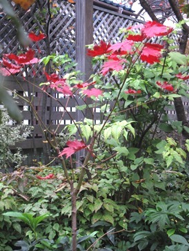 c0117898_17442917.jpg