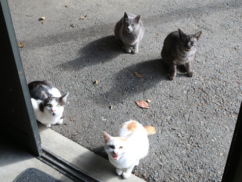 寒くなりましたね~(;^ω^)_c0140599_1238093.jpg