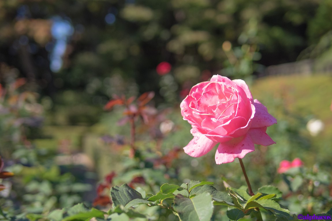 2014年11月15日　LEICA DG 25mm_a0060403_1023994.jpg