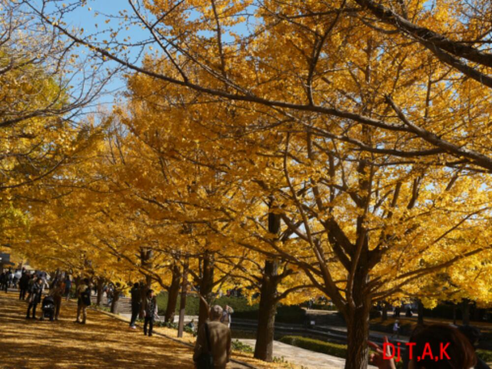 昭和記念公園 in 立川市_b0236114_207964.jpg