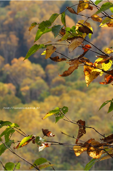 ブログテーマからのおすすめ！ブログメイト連動企画「私のおいしい秋！すてきな秋、見～つけた！」 _f0357923_230283.jpg