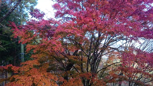 紅葉でーす‼_d0167225_17264282.jpg