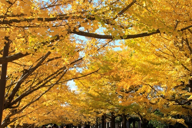 【昭和記念公園】part 1_f0348831_13480090.jpg