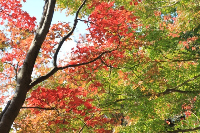【昭和記念公園】part 1_f0348831_13581724.jpg