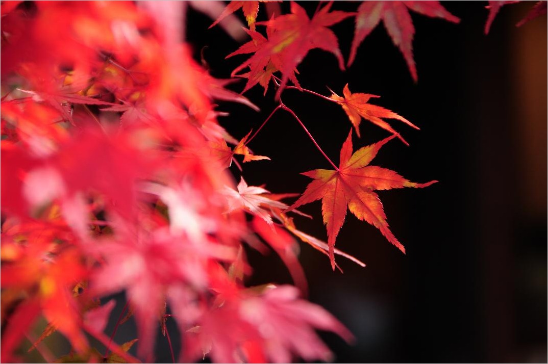 ■■ 紅葉2014-3_c0152332_22304362.jpg